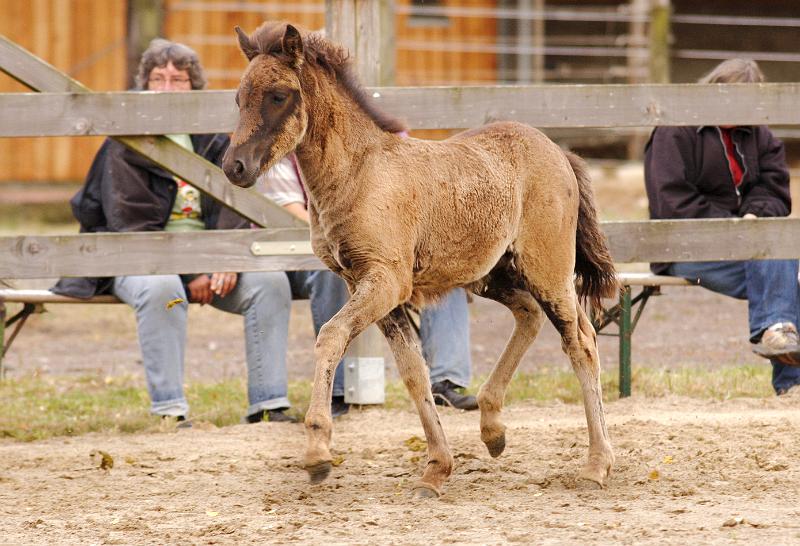 Njola von Heidmoor.jpg